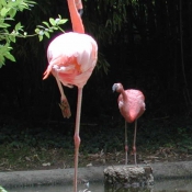 Photo de Flamand rose