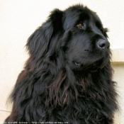 Photo de Chien de terre-neuve