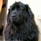 Photo de Chien de terre-neuve