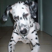 Photo de Dalmatien