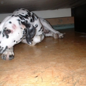 Photo de Dalmatien