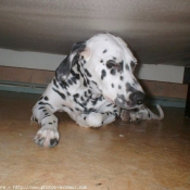 Photo de Dalmatien