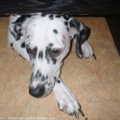 Photo de Dalmatien