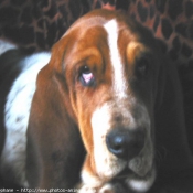 Photo de Basset hound