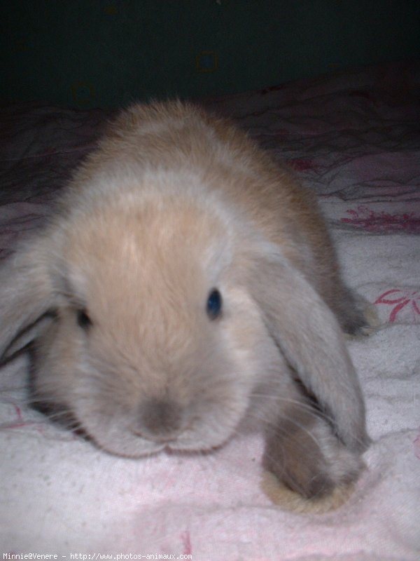 Photo de Lapin