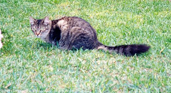 Photo de Chat domestique