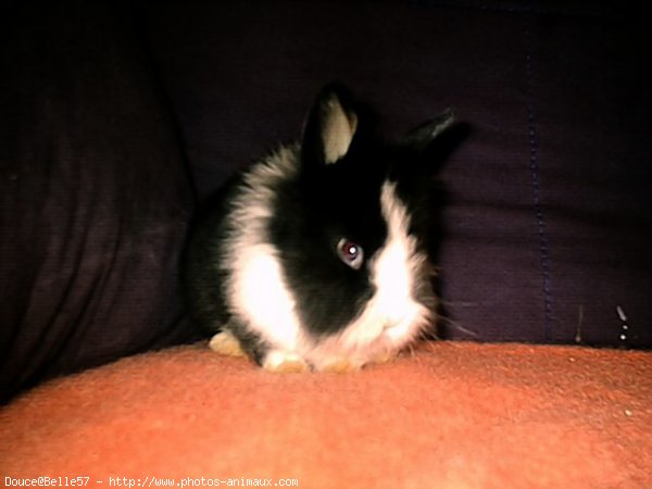 Photo de Lapin