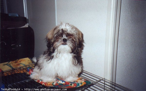 Photo de Shih tzu