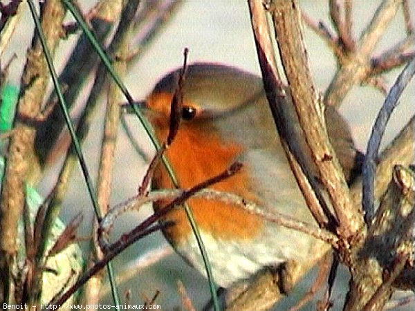 Photo de Rouge gorge