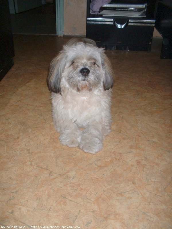 Photo de Lhassa apso