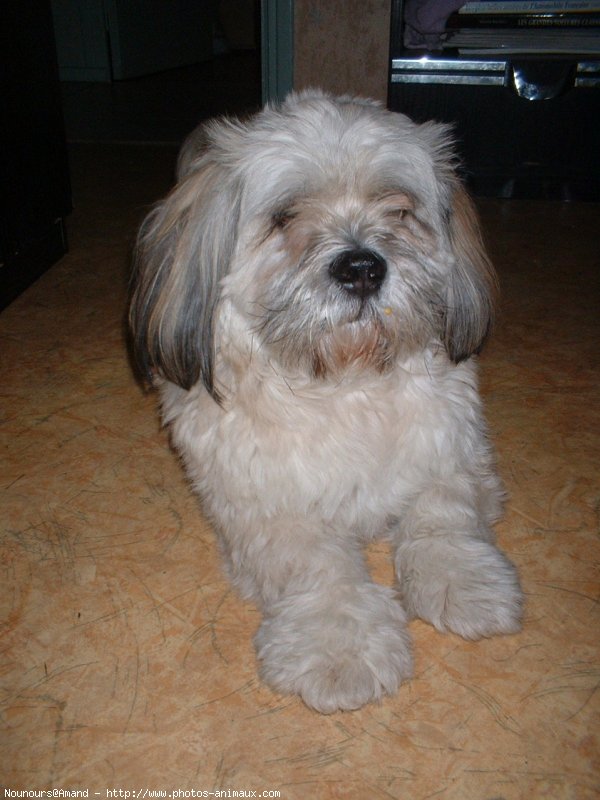 Photo de Lhassa apso