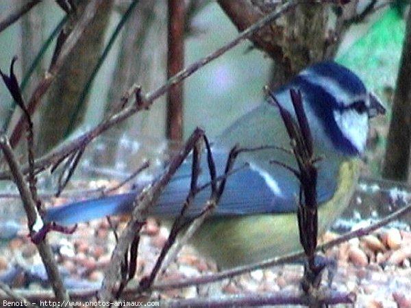 Photo de Msange bleue