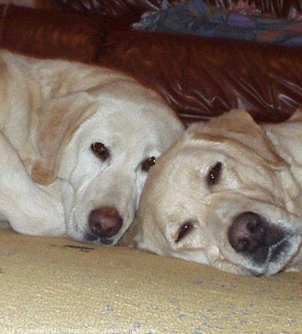 Photo de Labrador retriever