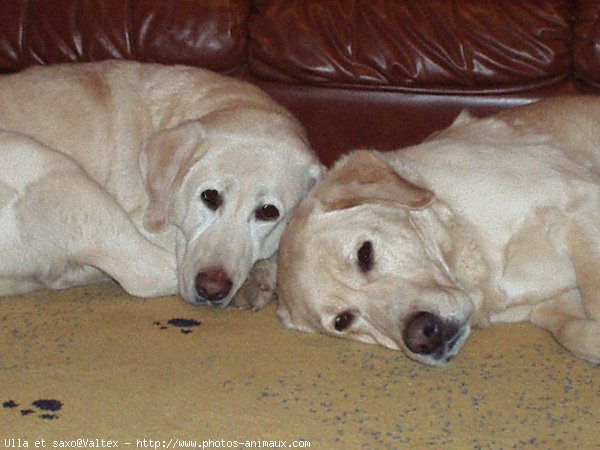 Photo de Labrador retriever