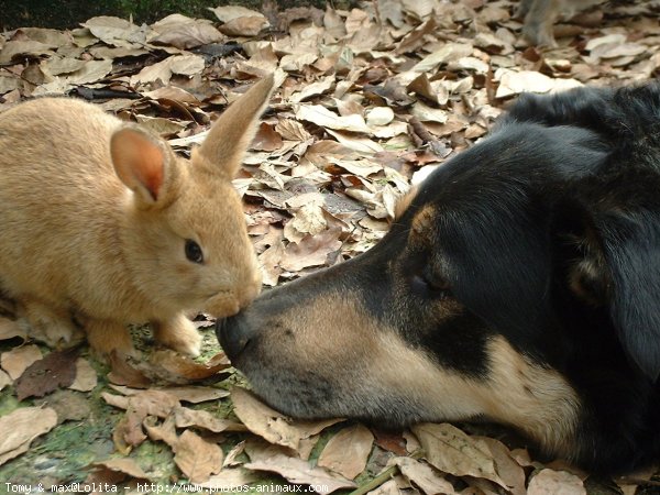 Photo de Races diffrentes