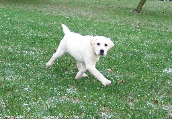 Photo de Labrador retriever