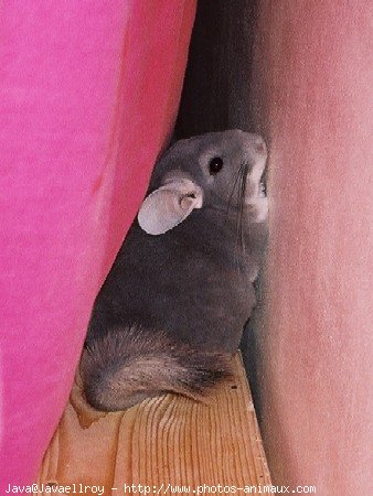 Photo de Chinchilla