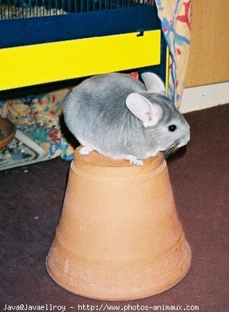 Photo de Chinchilla