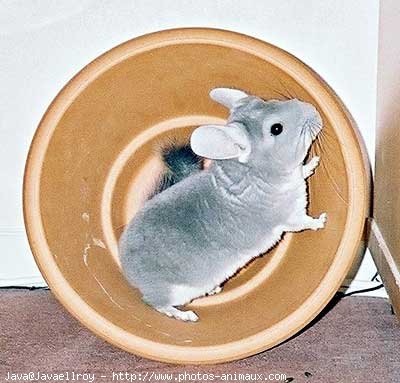 Photo de Chinchilla