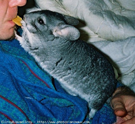 Photo de Chinchilla