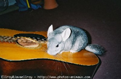 Photo de Chinchilla