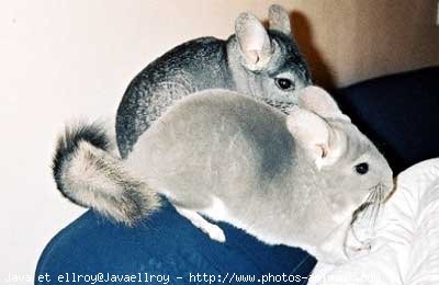 Photo de Chinchilla