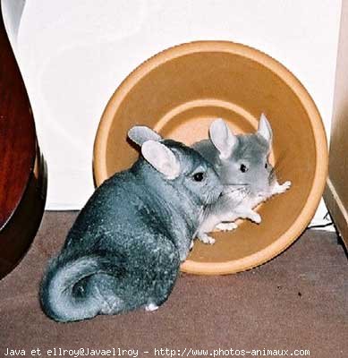 Photo de Chinchilla