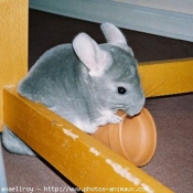 Photo de Chinchilla