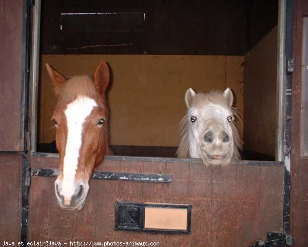 Photo de Races diffrentes