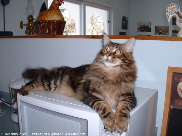 Photo de Maine coon