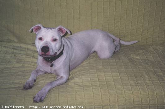 Photo de Bull terrier miniature