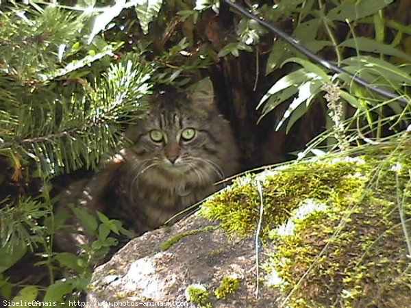 Photo de Chat domestique