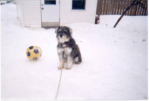 Photo de Schnauzer gant