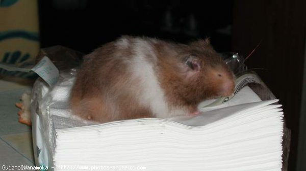 Photo de Hamster