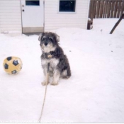 Photo de Schnauzer gant