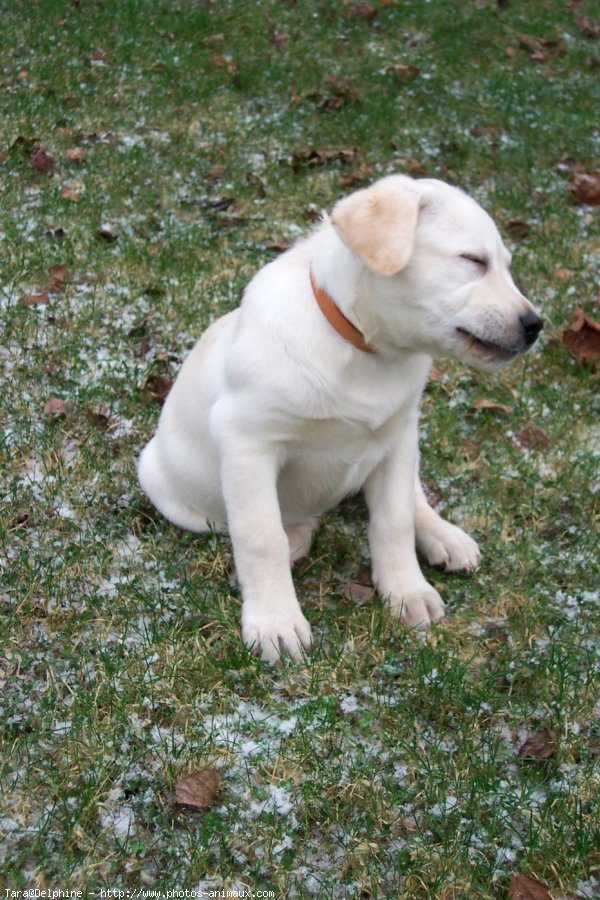 Photo de Labrador retriever