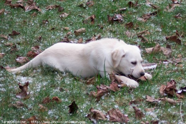 Photo de Labrador retriever