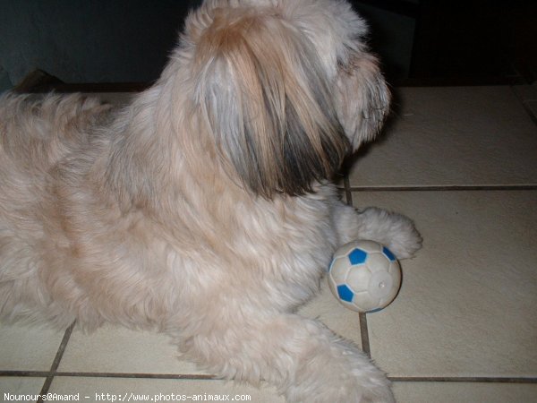 Photo de Lhassa apso