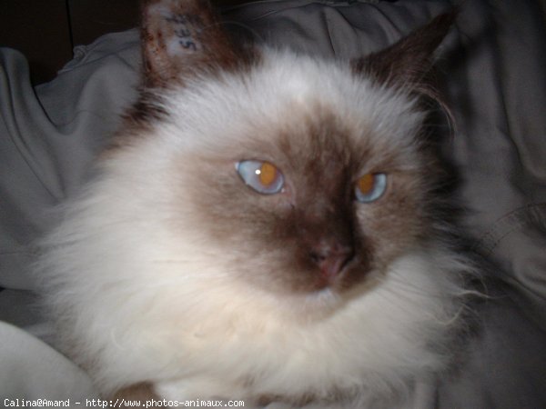 Photo de Sacr de birmanie