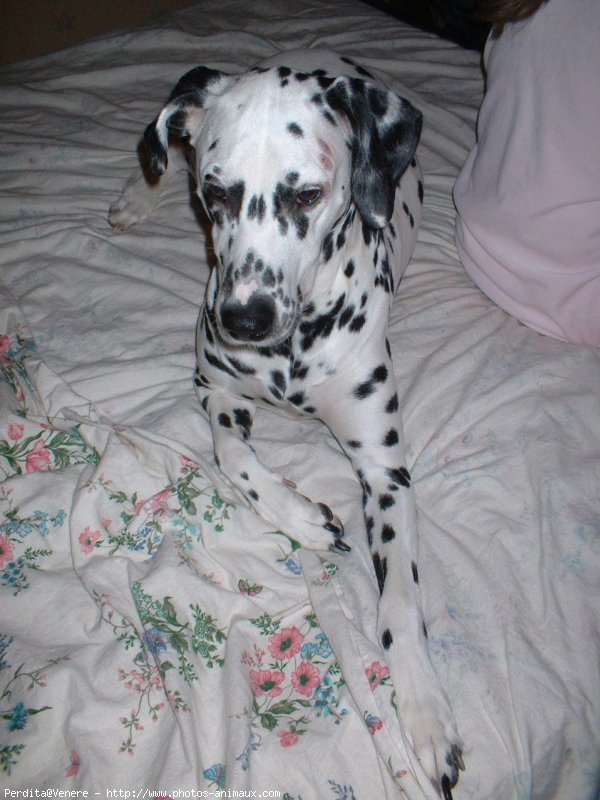 Photo de Dalmatien