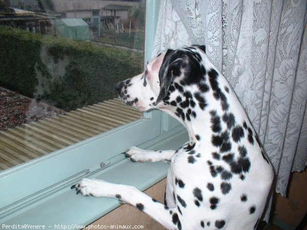 Photo de Dalmatien