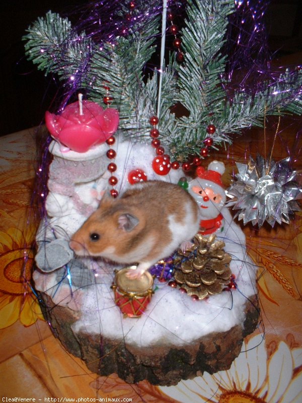 Photo de Hamster