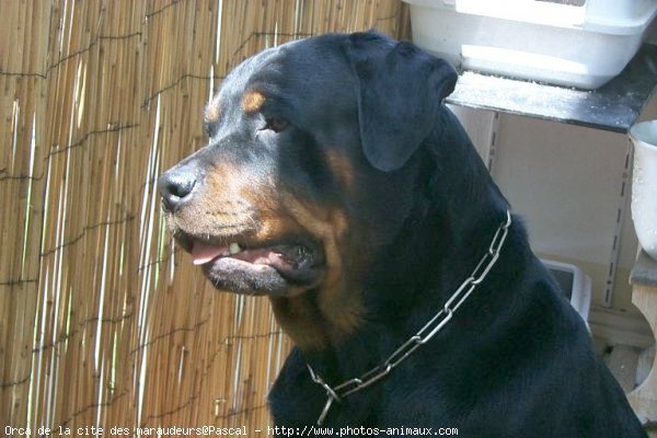 Photo de Rottweiler