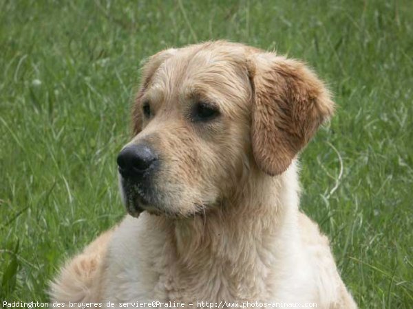 Photo de Golden retriever