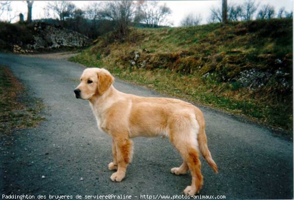 Photo de Golden retriever