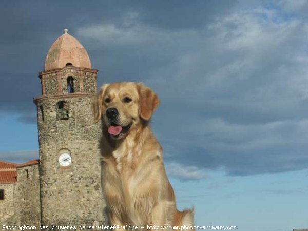 Photo de Golden retriever