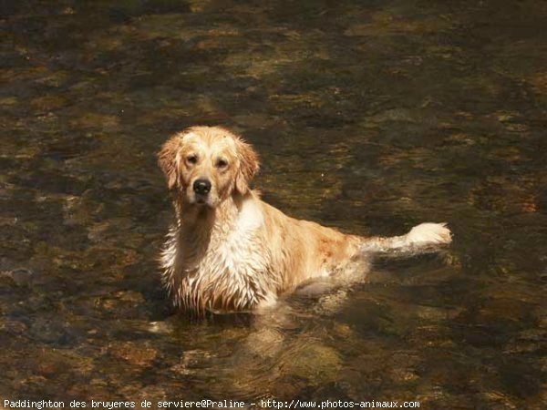 Photo de Golden retriever