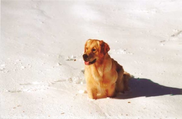 Photo de Golden retriever