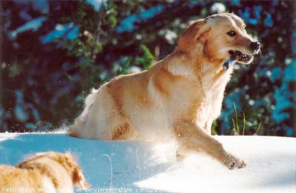 Photo de Golden retriever