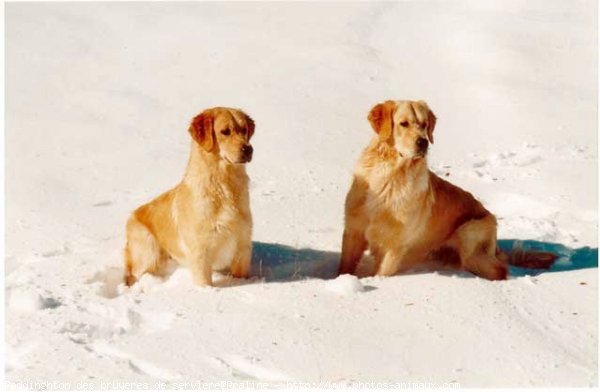 Photo de Golden retriever